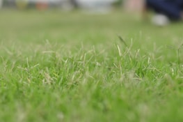 A close-up of lush green grass being blown clean by a quiet electric blower.