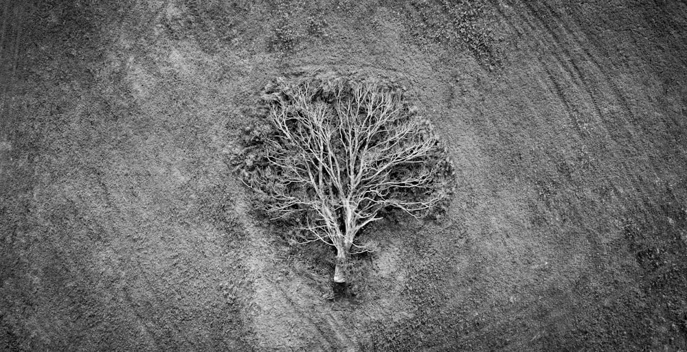 grayscale photo of tree