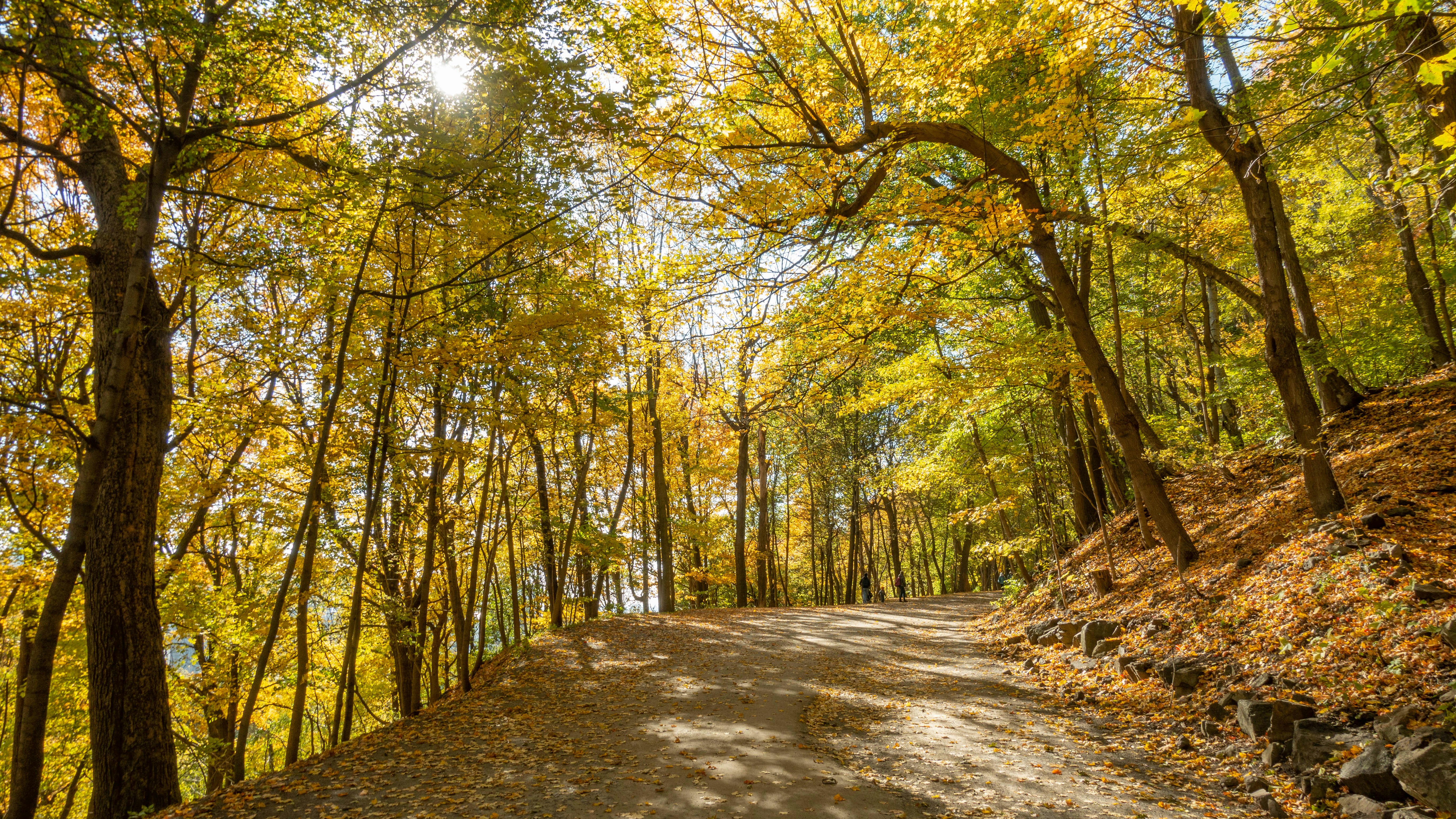 field of trees beside pathway