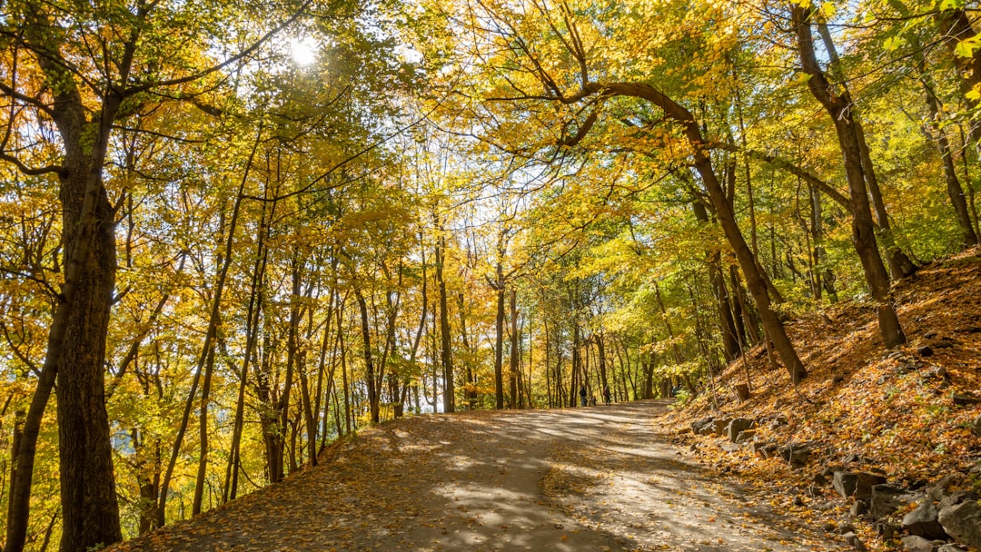 Forest photo spot Mount Royal Park Notre-Dame-de-la-Merci