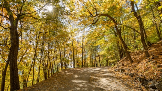 field of trees beside pathway in Mount Royal Park Canada