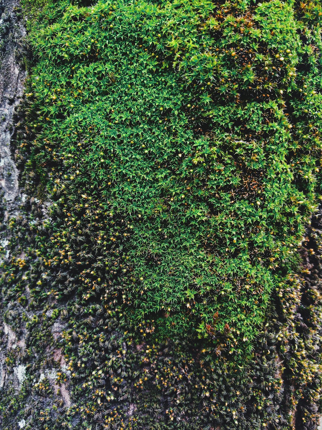 green moss covered rock