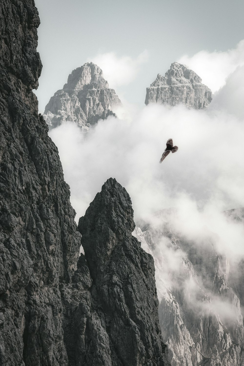 bird flying near mountain