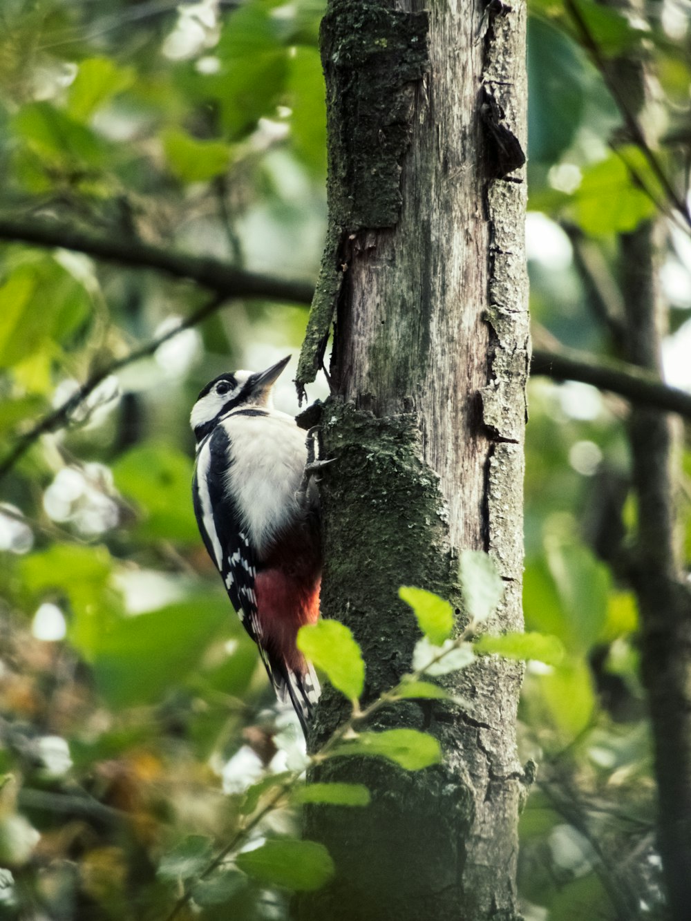 white and black bird on tree