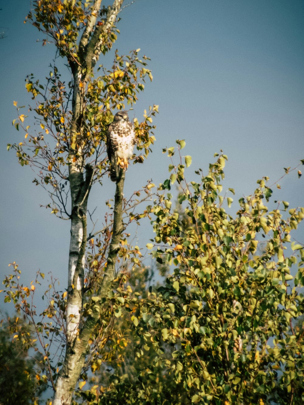 brown small beaked bird on tree