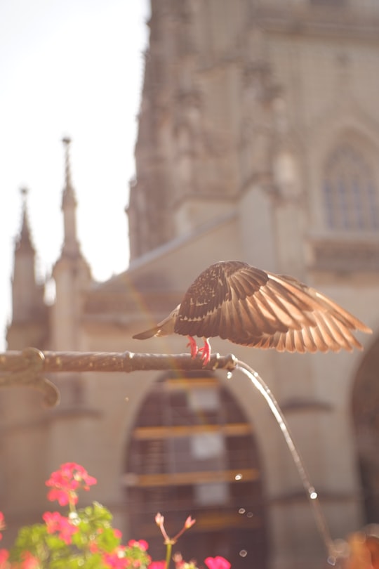 brown bird on rod in Bern Switzerland