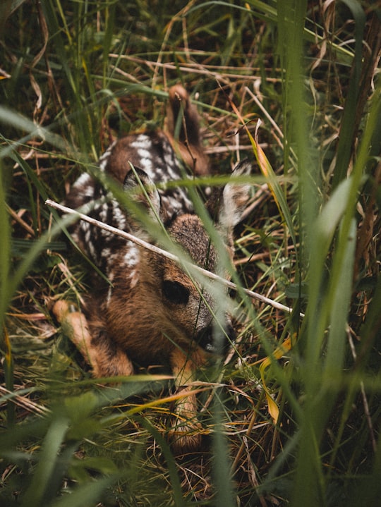 brown and black deer in Rangsdorf Germany