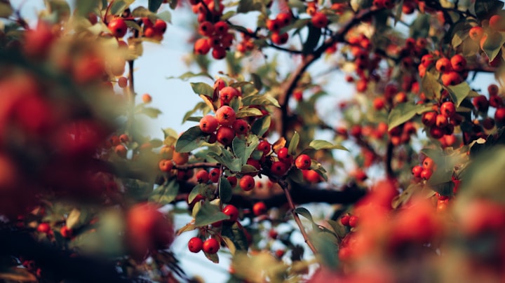 Benefits Of Goji Berry 
