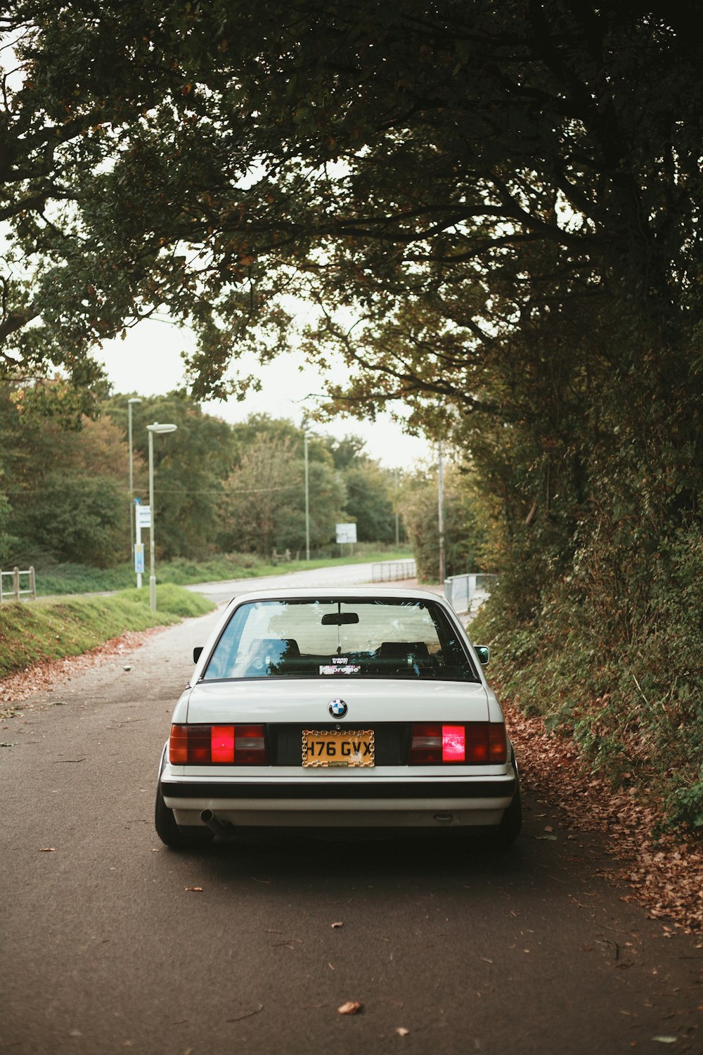 white car under green leafed tree