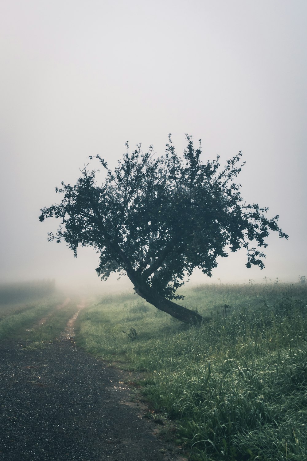 tree near pathway during daytime