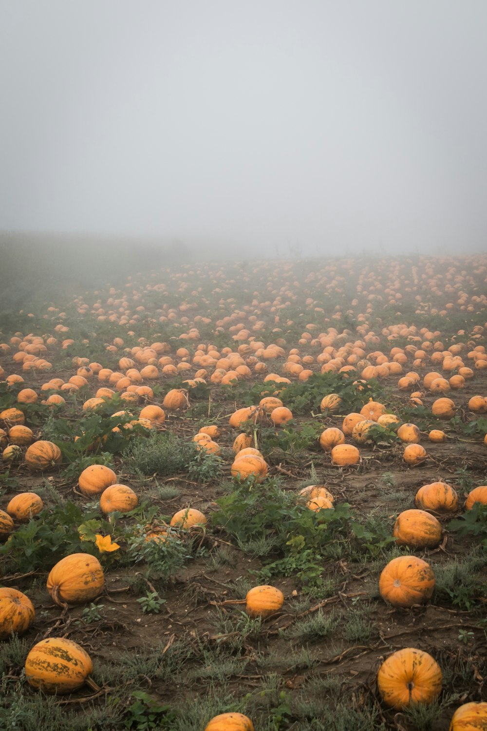 orange pumpkin planted on field