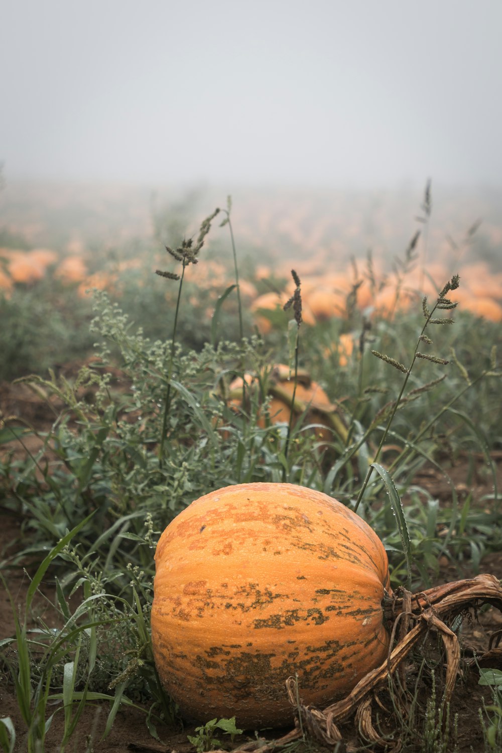 orange pumpkin on green grass