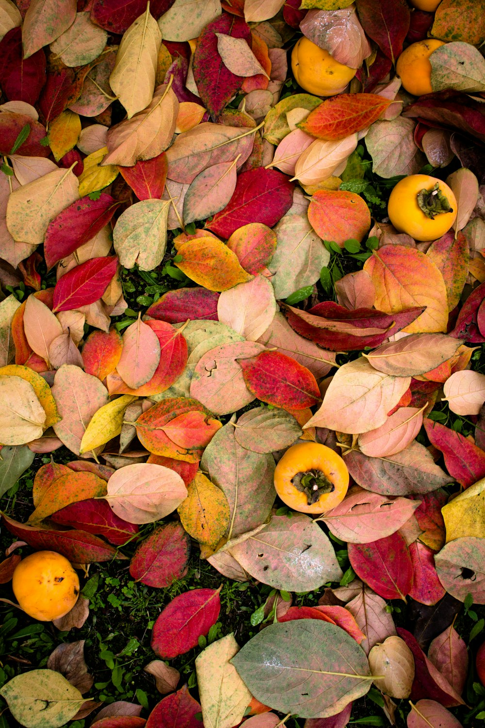 yellow and red leaf lot