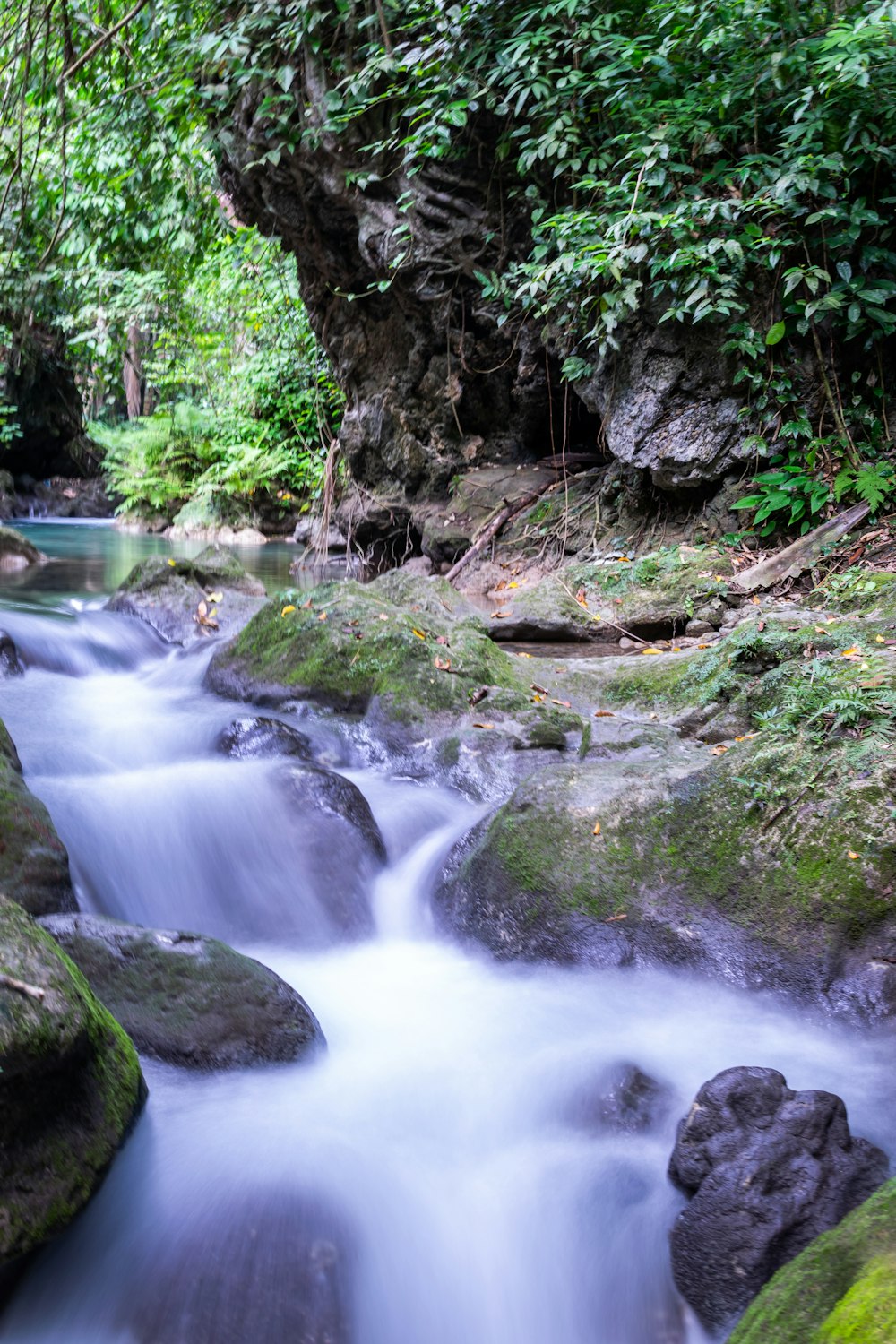 river surrounded by trees and plants