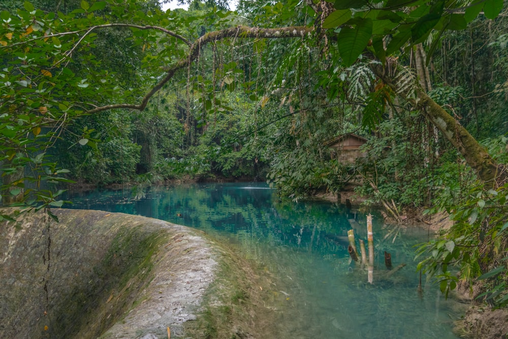 river surrounded by trees