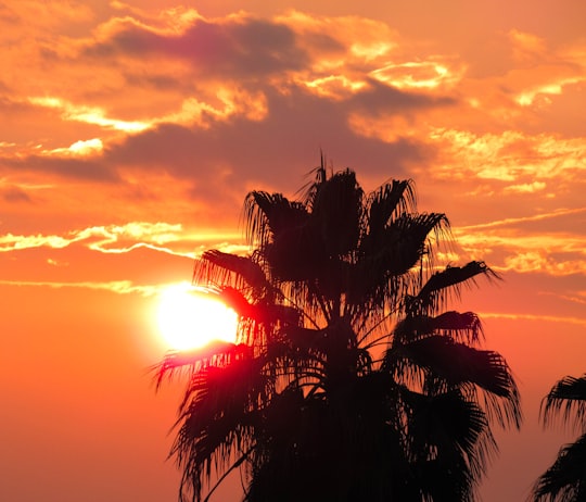 silhouette of coconut tree during golden hour in Retalhuleu Guatemala