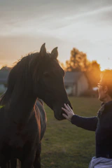 A warm, sunlit scene of a caregiver gently brushing a happy horse in a peaceful country barn.