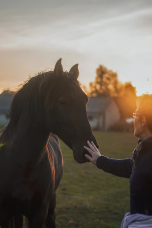 A serene moment of a participant gently stroking a calm palomino horse at sunset.