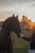 A serene moment of a person gently touching a calm horse in a sunlit paddock.