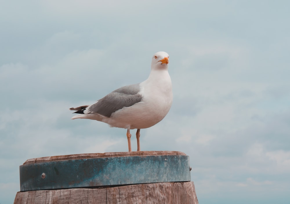 white pigeon