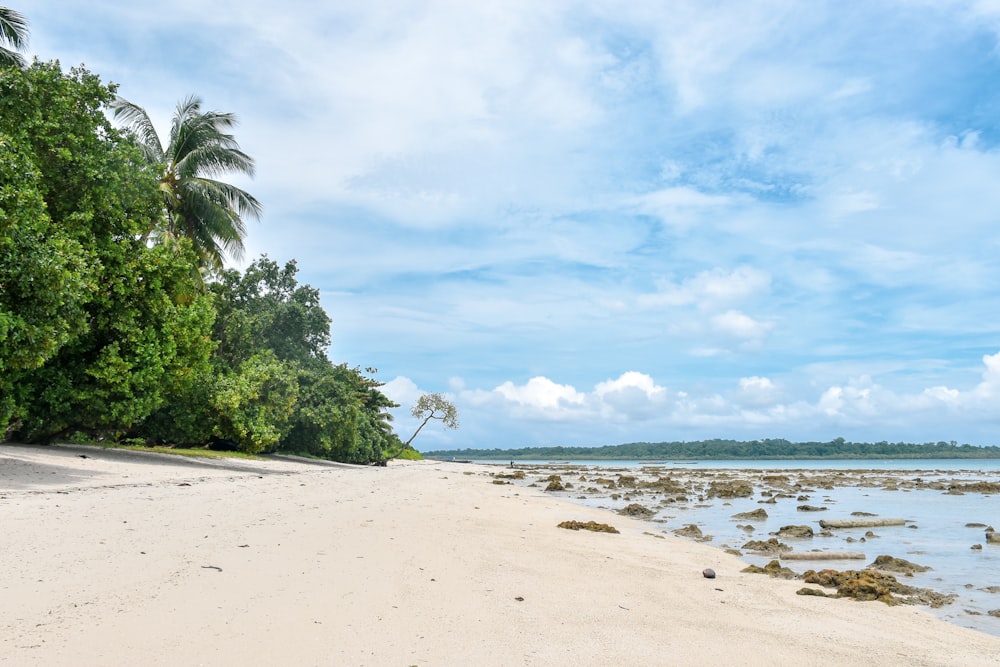 green trees on shore under cloudy blue sky during daytime