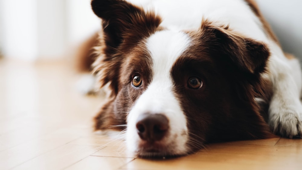 white and tan dog laying on floor