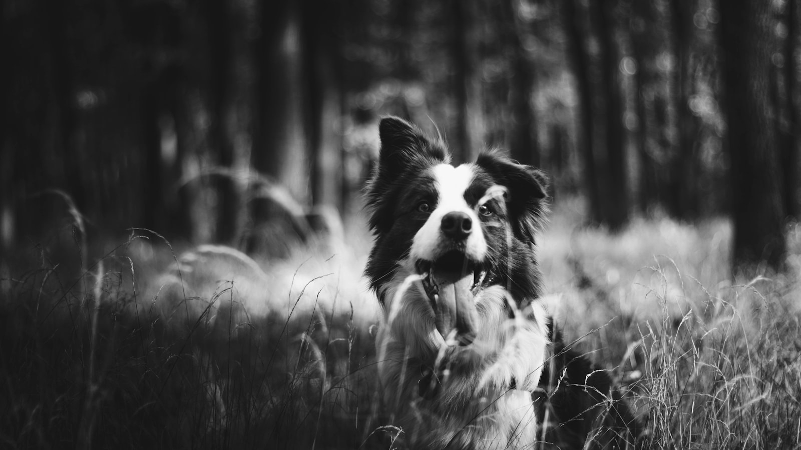 Sony a6000 + Sony DT 50mm F1.8 SAM sample photo. Grayscale photography of dog photography