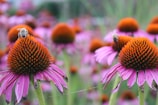 Close-up of purple coneflowers attracting busy bees in a sunny garden corner.