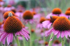 Close-up of bright purple coneflowers attracting a honeybee on a sunny day
