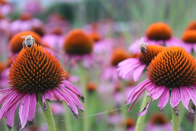 Close-up of purple coneflowers attracting busy bees in a sunny garden corner.
