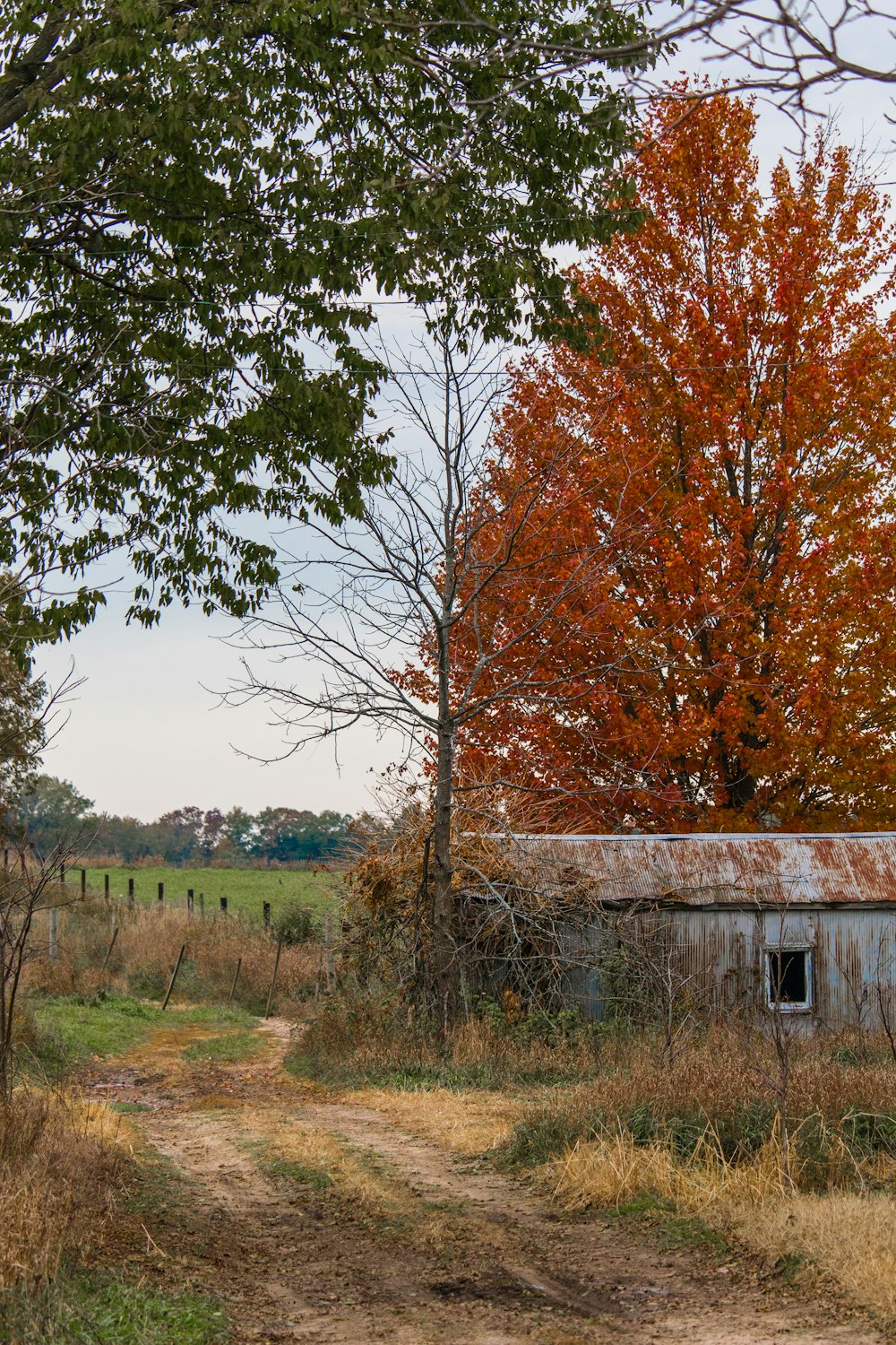 gray house surround by brown and green trees