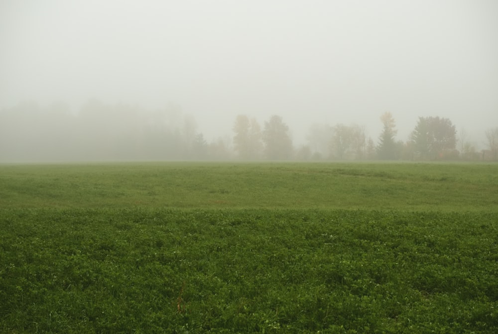 green grass field at daytime