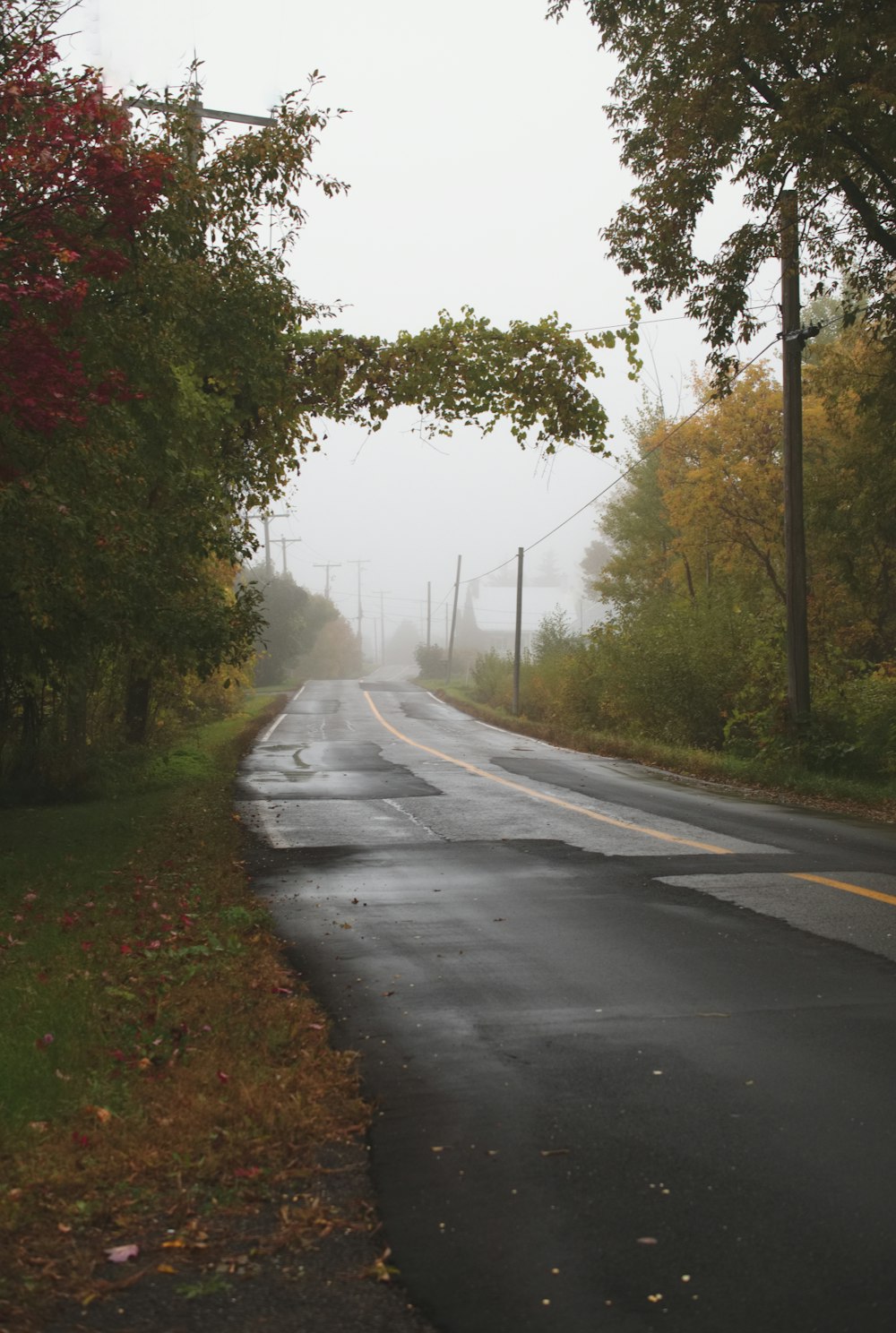 road and trees