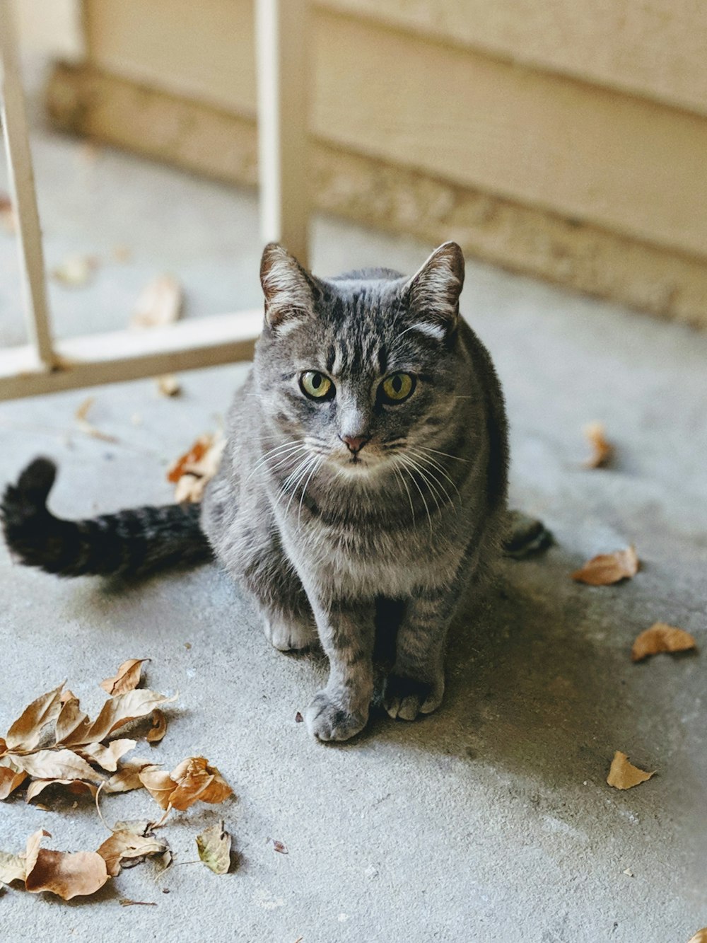 short-fur gray cat on floor