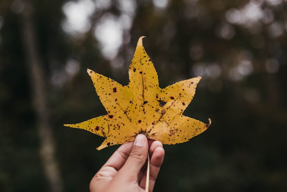 person holding dried maple leaf in shallow photo