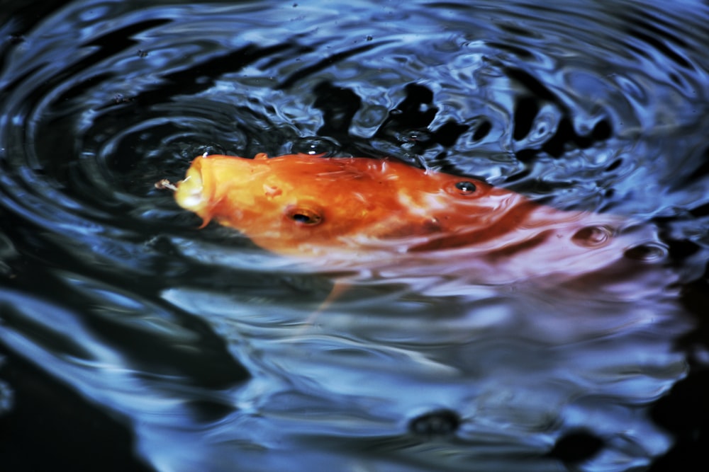 orange koi fish in water