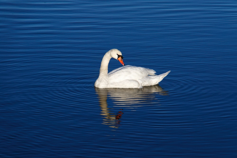 white swan on water