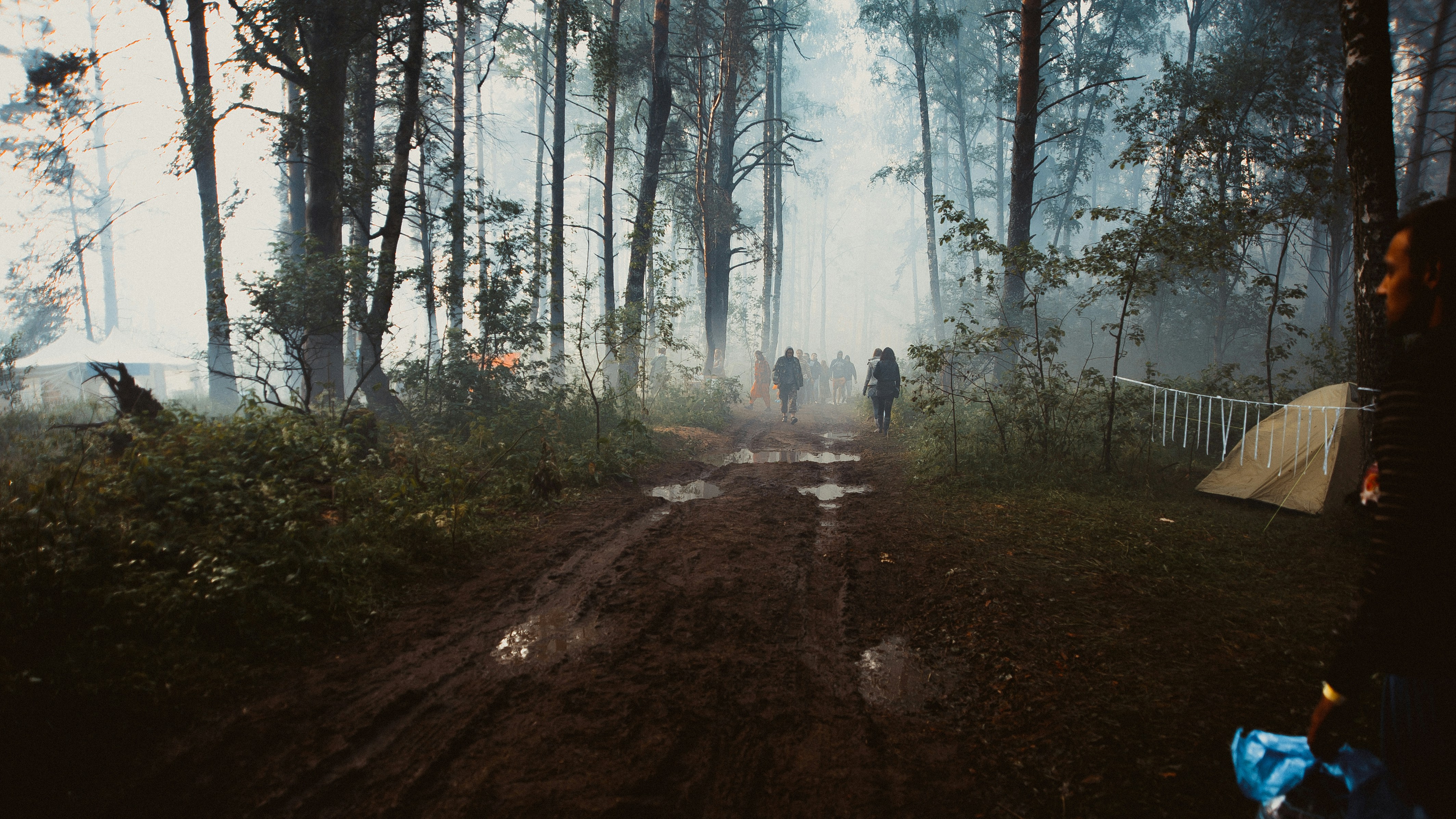 people walking in forest trail