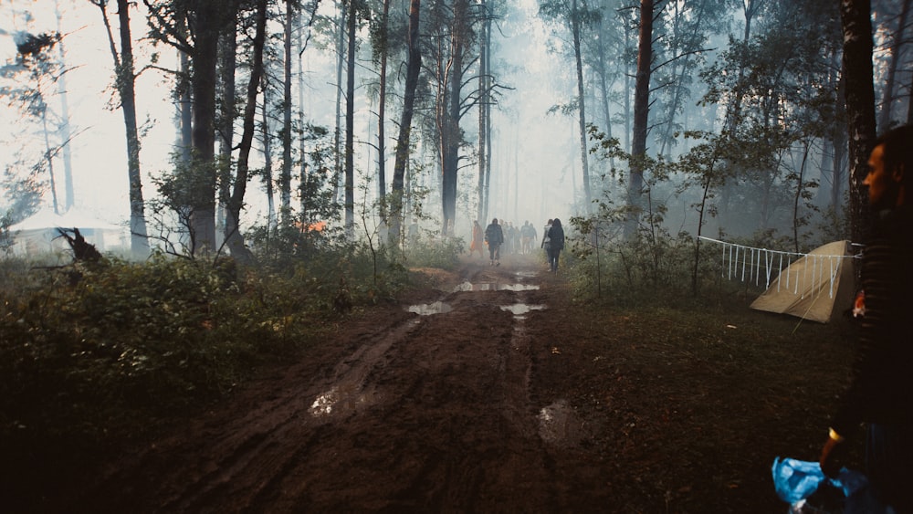 people walking in forest trail