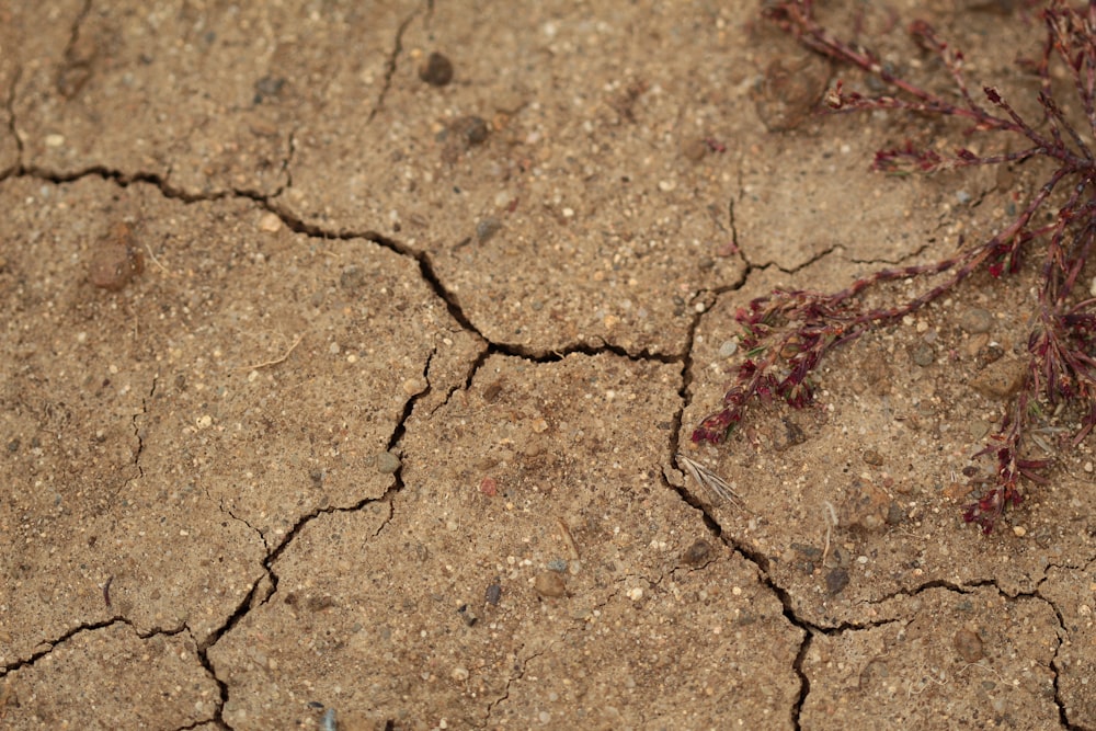 a plant sprouts out of the cracks in the ground