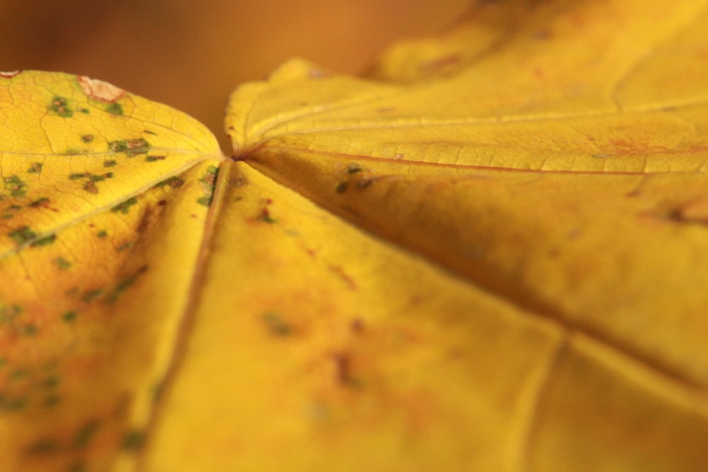 close up photography of yellow leaf