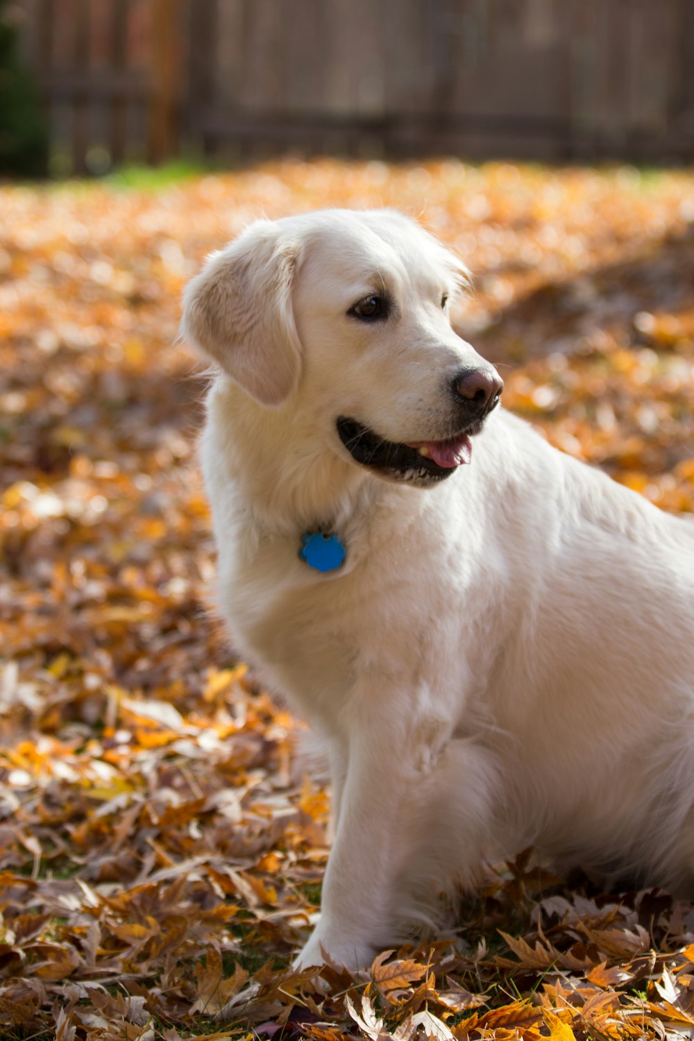 adult yellow Labrador retriever surrounded by dry leaves