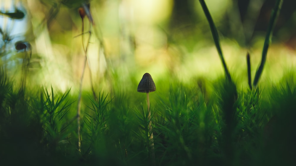 selective focus photography of brown mushroom