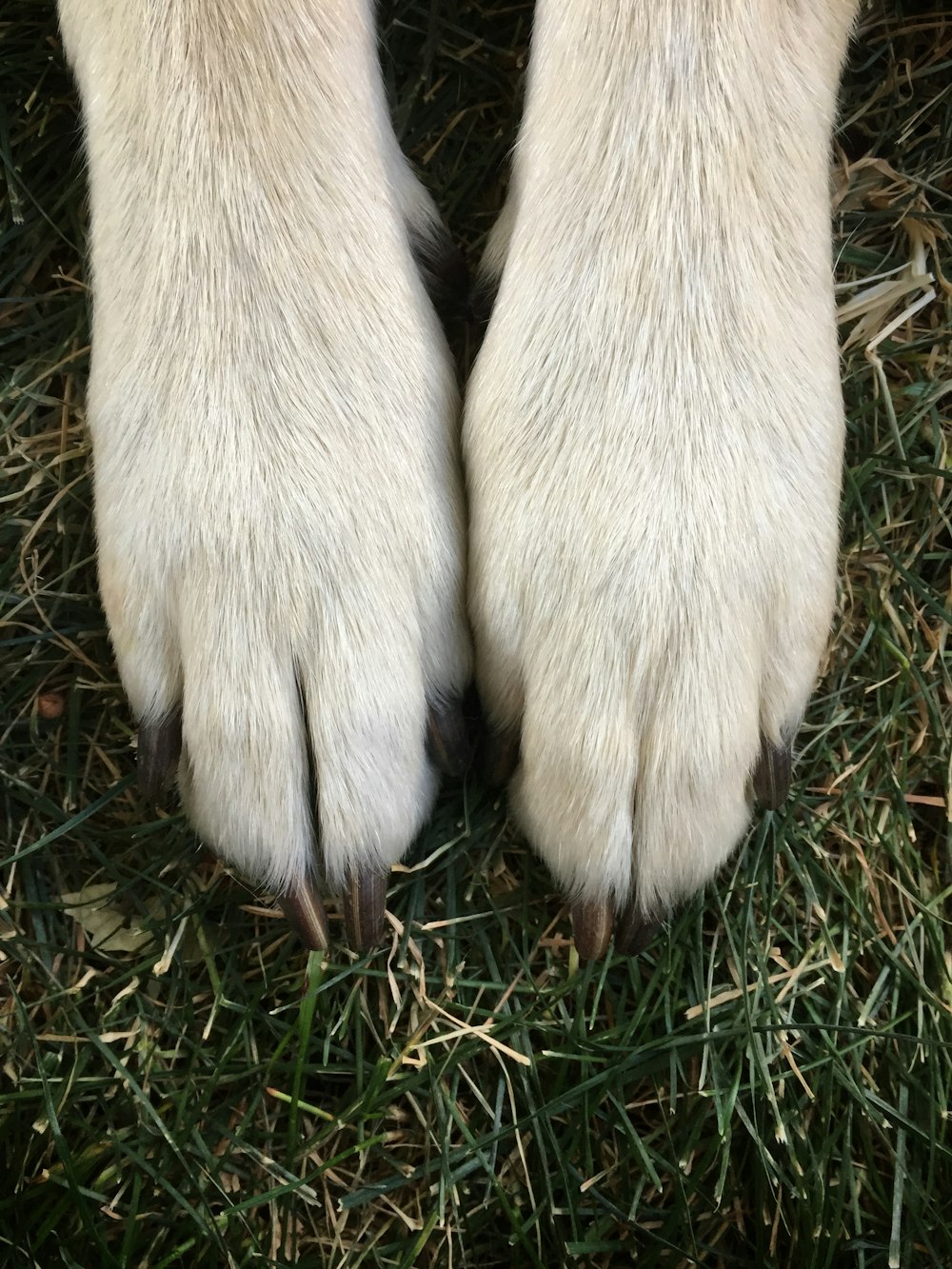 short-fur white dog foot on green grass