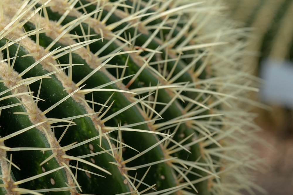 selective focus photography of white spiked cactus