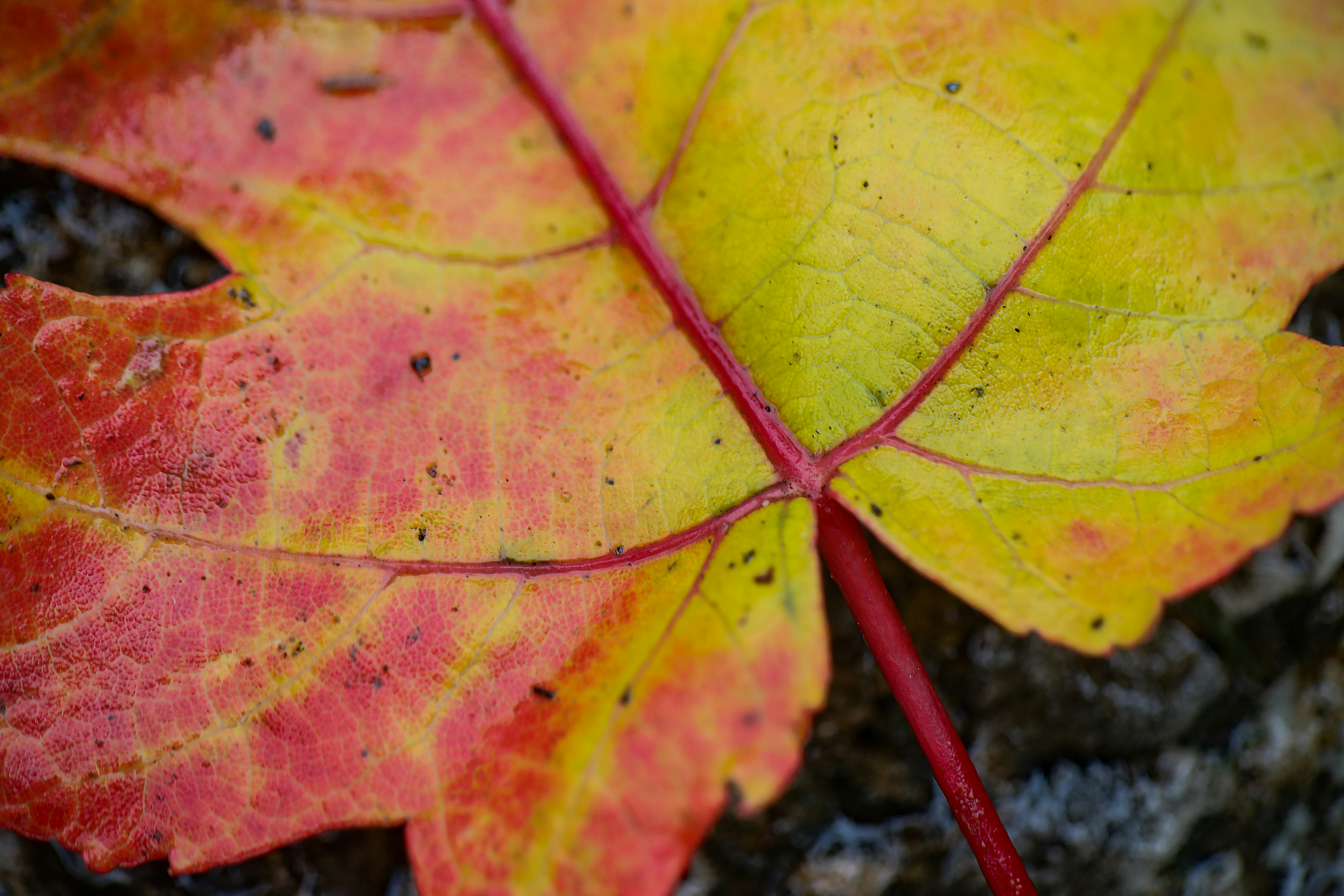 Серые листья осенью. Черный лист. Осень крупным планом. Кленовый лист. Серые листья осенью.