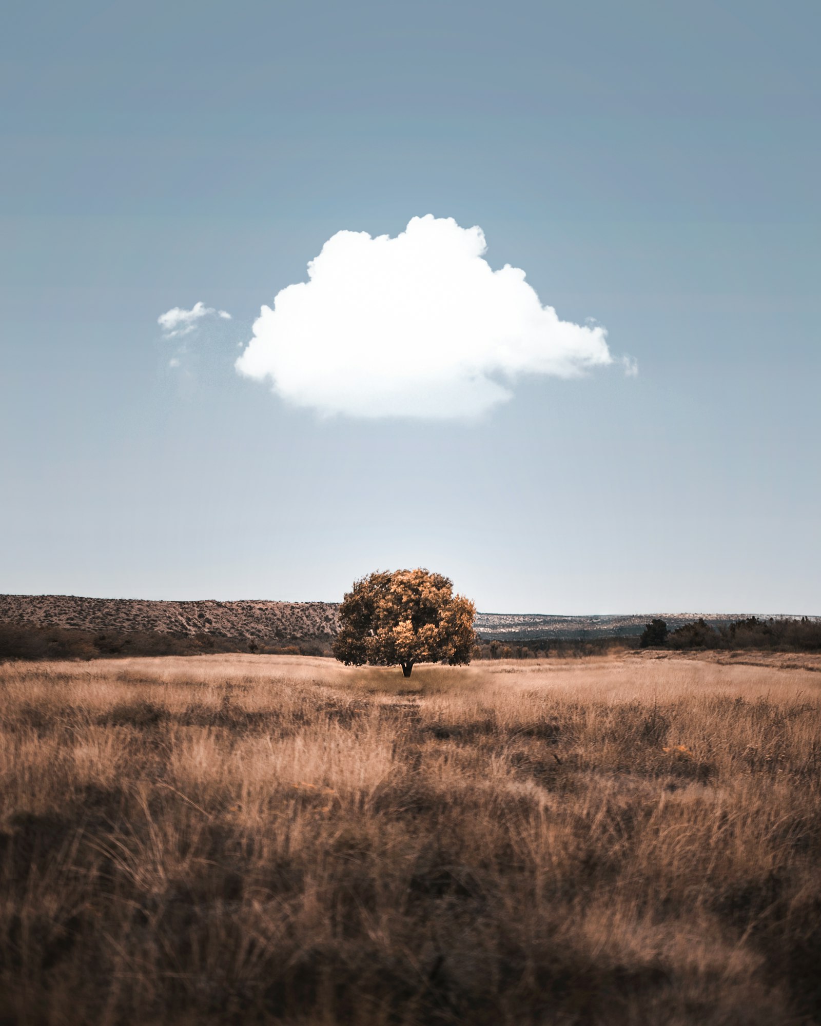 Canon EOS-1D X Mark II + Canon EF 100mm F2.8L Macro IS USM sample photo. Painting of brown tree photography