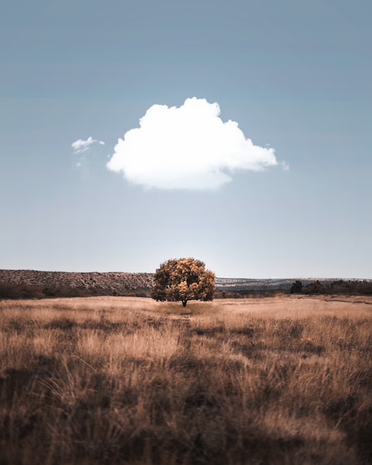 painting of brown tree under gray sky during daytime in New Mexico United States