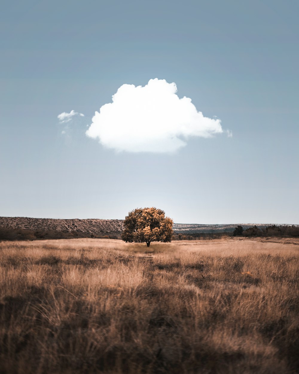 Pittura di albero marrone sotto il cielo grigio durante il giorno