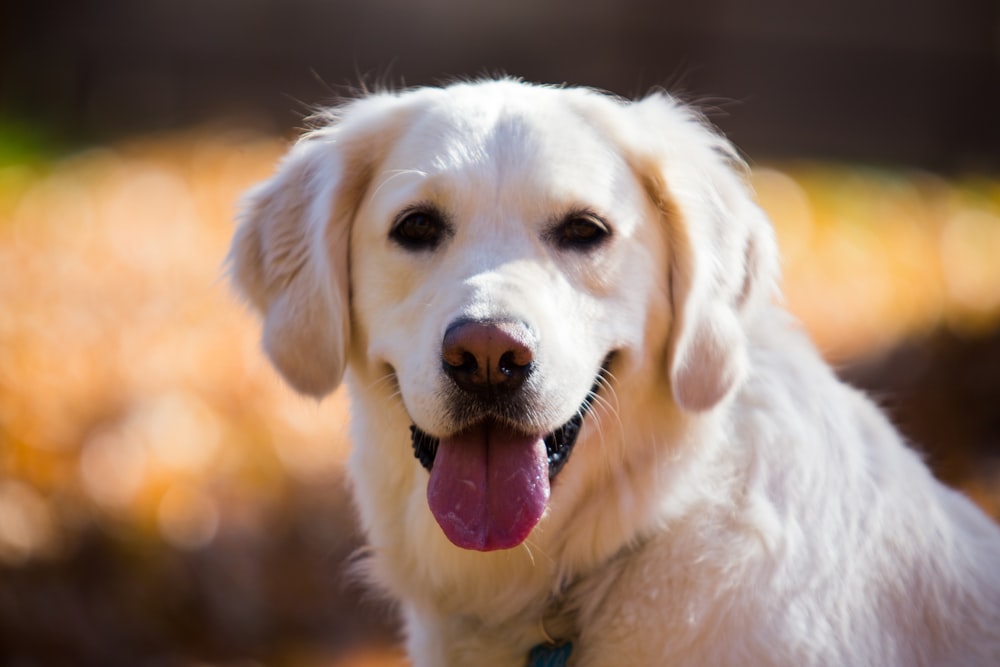 adult Labrador retriever